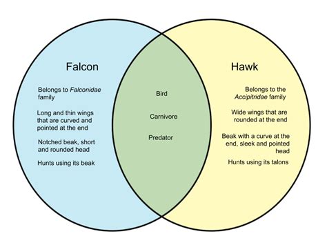 Difference between Falcon and Hawk - diff.wiki