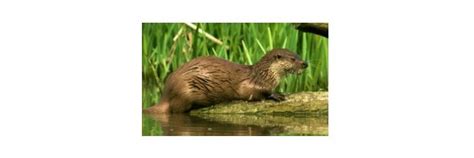 River Otter: Description, Habitat, & Facts I ResearchTweet