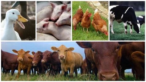 What is Livestock Farming – UpVey