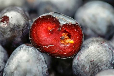 What Does the Inside of a Blueberry Look Like? [With Pics] - Cuisine Seeker