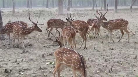 sundarban tour, close views of deer, sundarban canal, hiron point, dublar char sundarban, - YouTube