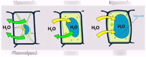 Turgor Pressure Diagram | Quizlet