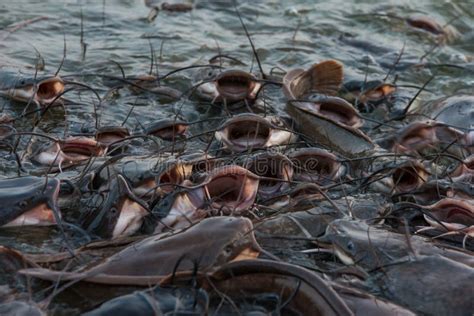 Wels catfish feeding stock photo. Image of mouth, water - 48509758