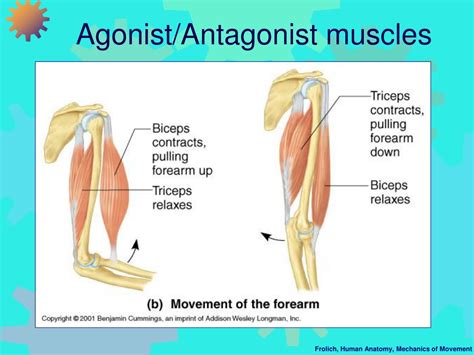 PPT - Mechanics of Movement I: Muscle Force and Action Across Joints ...