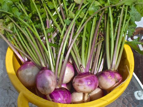 Growing Guide for Turnips: Plant Care Tips