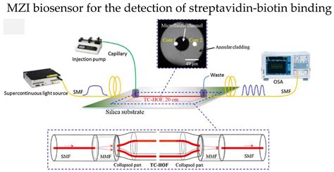 Biosensors | Free Full-Text | Applications of Optical Fiber in Label-Free Biosensors and ...