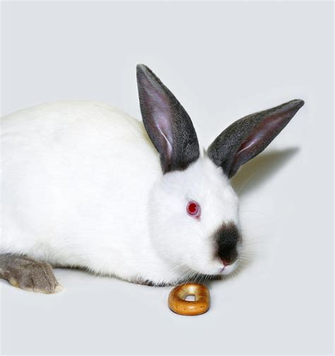 Californian Rabbit Breed - Your Guide To The California White Bunny