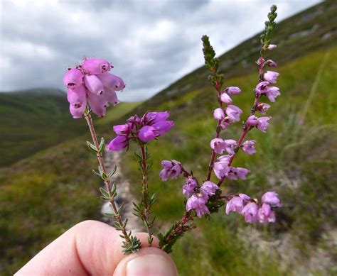 trailing ivy | Heather plant, Scottish heather, Scottish flowers