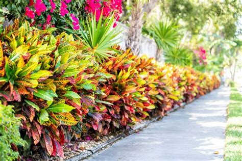 How to Grow and Care for Your Croton Houseplant: A Beginner's Guide - The Arches