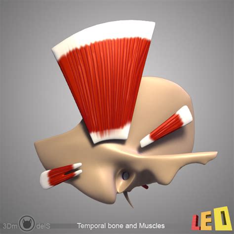 3d model muscles ear anatomy