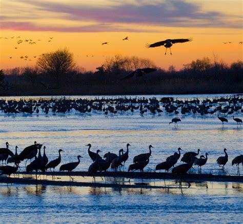 Experience Nebraska's sandhill crane migration | VisitNebraska.com