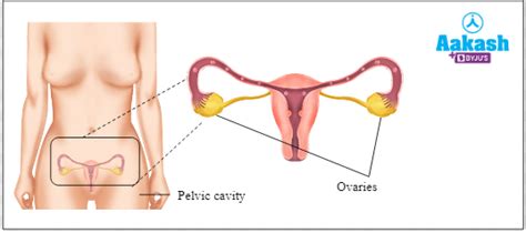 Ovary: Structure, Function & Hormones | AESL