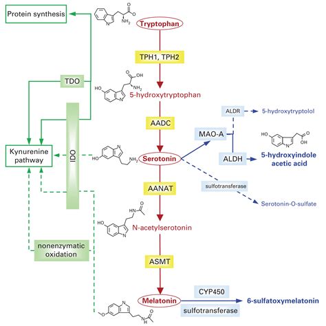 Thomas Bourgeron - The serotonin-NAS-melatonin pathway and susceptibility to ASD - Research ...