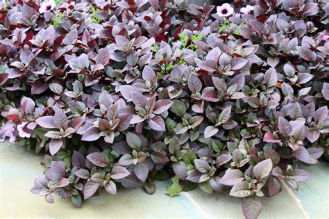 Alternanthera Little Ruby | Garden Housecalls