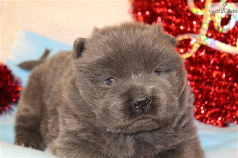 Chow Blue Male: Chow Chow puppy for sale near Omaha / Council Bluffs, Nebraska. | f6cc5ce4-6831