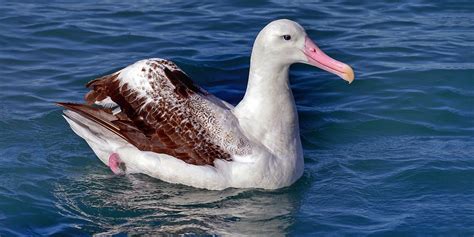 Videos: A New Zealand Albatross Takes Its First Flight