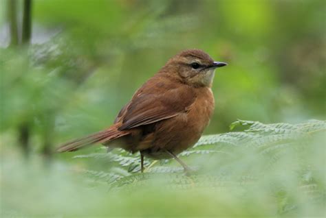 Mt. Kenya Forest Reserve. – Kenya Birding