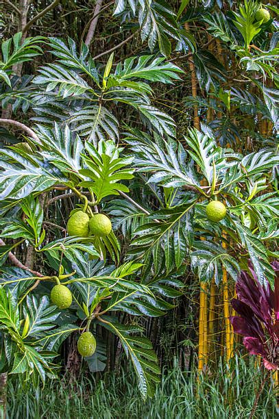 Breadfruit Tree Stock Photos, Pictures & Royalty-Free Images - iStock