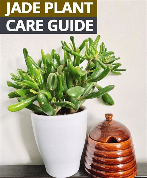 Jade Plant Care Guide | Jade plants, House plant care, Plants