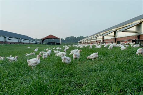 Organic meats demand continues to grow | 2020-04-20 | MEAT+POULTRY