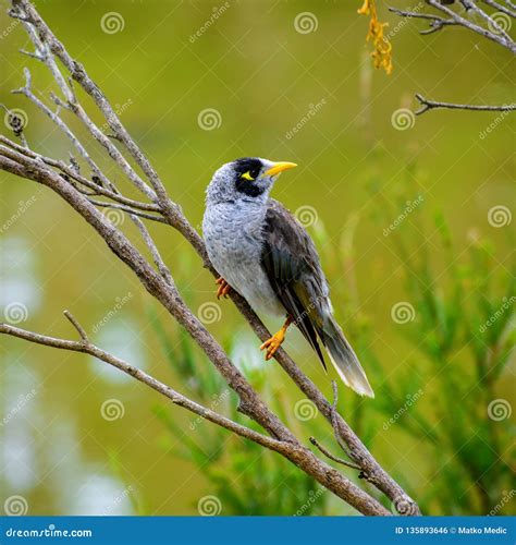 Noisy Miner Bird Manorina Melanocephala Royalty-Free Stock Image ...