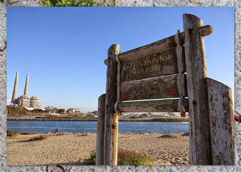 Wildlife Watching at Moss Landing in Monterey County