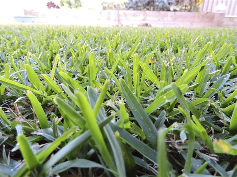 What Is Buffalo Grass - Buffalo Grass Planting Tips And Information ...