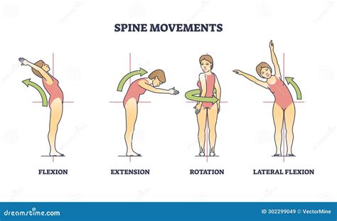 Spine Movements With Flexion, Extension And Rotation Poses Outline Diagram Cartoon Vector ...