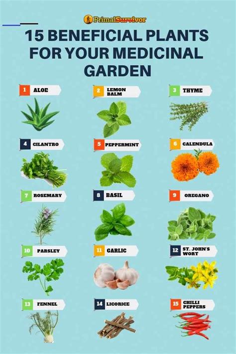 54 Square Foot Medicinal Garden Plan - #jardineríaenmacetas - In the past, people took care of ...