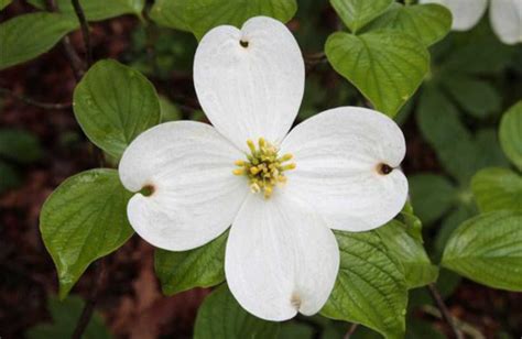 Cornus florida - White Flowering Dogwood - The Seed Vine