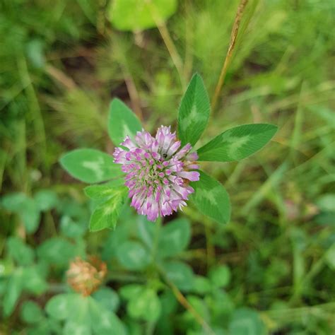 10 Edible Wild Flowers - The L'Oven Life