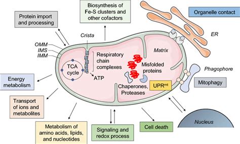 Combined malonic and methylmalonic aciduria, causes, symptoms, diagnosis, treatment & prognosis