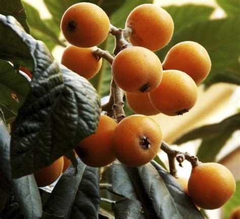 Evergreen Fruit Trees | Fruit trees, Fruit, Evergreen