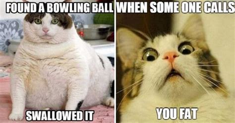 Try Not To Laugh When You See These Funny Fat Cat Memes - Olip Fun