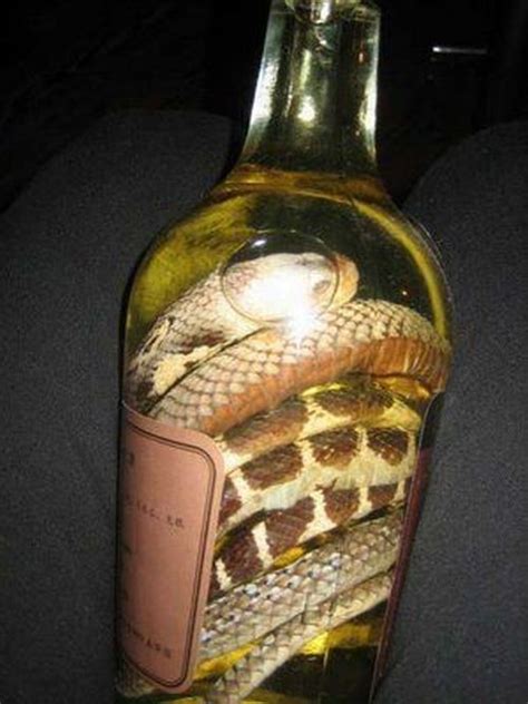 Snake Wine (24 pics) - Izismile.com