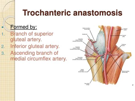 PPT - Arterial Supply of the Lower Limb PowerPoint Presentation, free download - ID:2254933