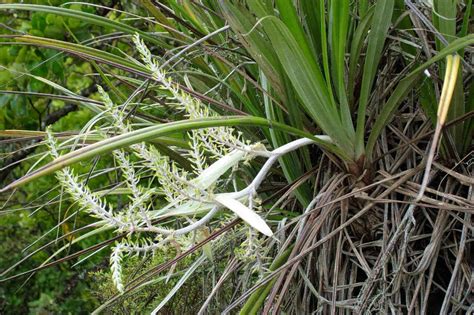 Kiekie (Freycinetia banksii) - Great Barrier Island