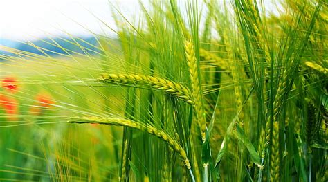 HD wallpaper: grass 4k desktop, crop, cereal plant, agriculture, growth | Wallpaper Flare