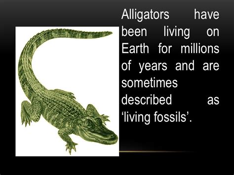 Facts about alligators