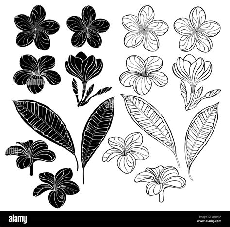 Plumeria Clip Art Black And White