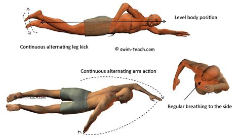 Stroke Swimming Diagram