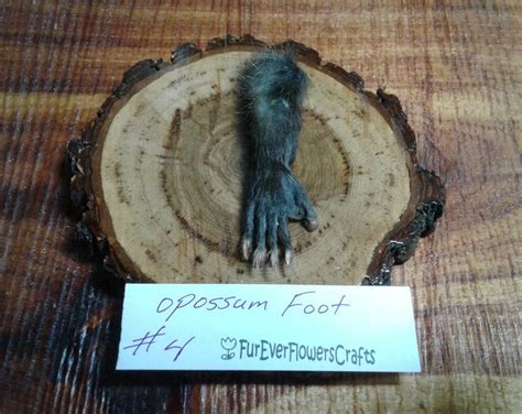 Opossum Foot/1 Foot/opossum Claws/feet/real - Etsy