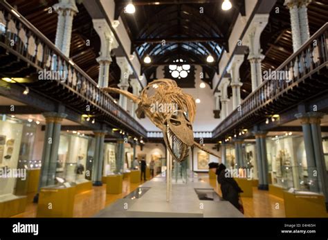 Hunterian Museum, University of Glasgow, Glasgow, Scotland Stock Photo ...