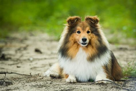 10 Smartest Small Dog Breeds That Are Easiest To Train - Small Dog ...