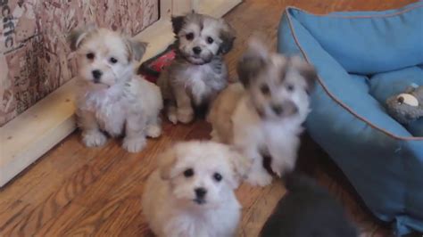 Cutest Havanese Puppies at Play - YouTube