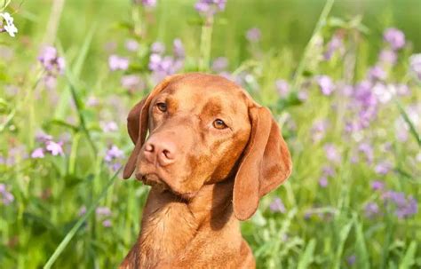 Tips on How to Train a Vizsla Puppy