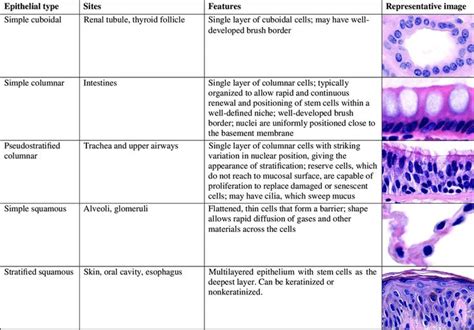 Simple Columnar Epithelium |Introduction ,Types, & Functions | Tissue biology, Tissue types ...