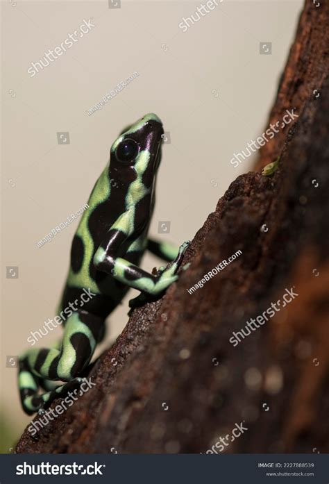 760 Dendrobatidae Images, Stock Photos & Vectors | Shutterstock