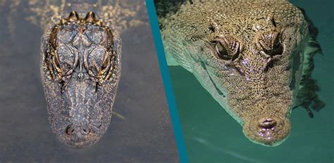 Alligator vs. Crocodile: How to Tell Them Apart & Who Wins a Fight?