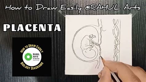 How to draw Placenta | The placenta and the fetus in 2022 | Biology diagrams, Drawings, Placenta